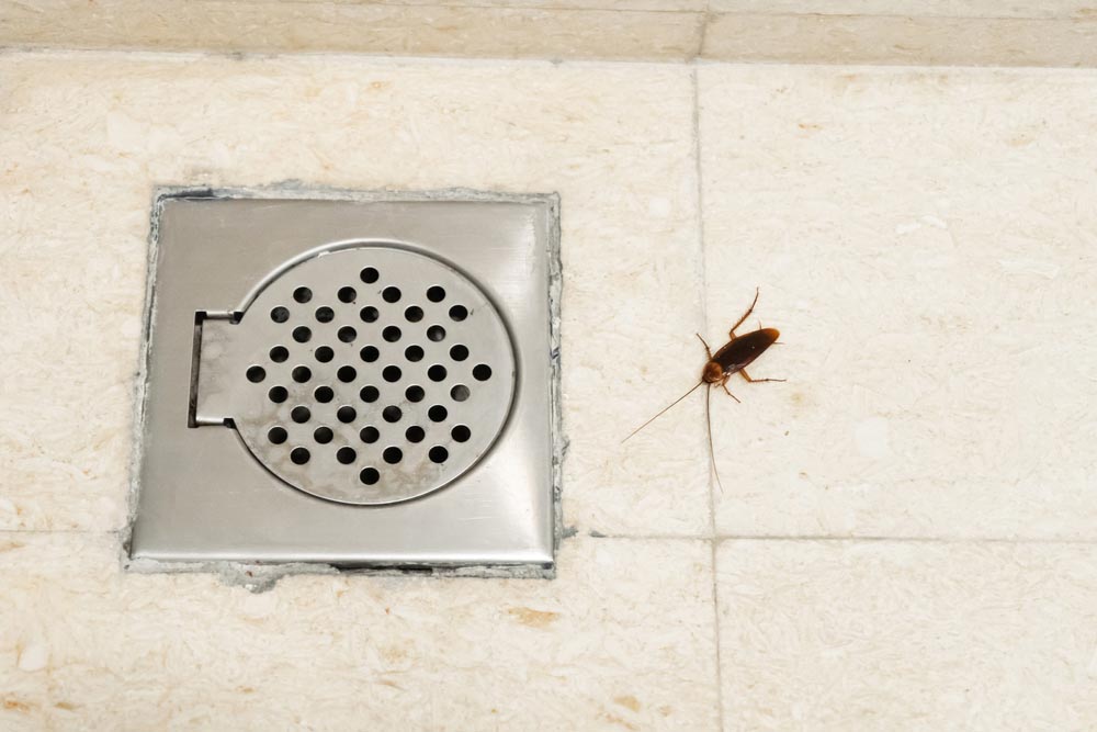 cockroaches around floor drain
